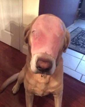 Image of the Facebook ham-face dog