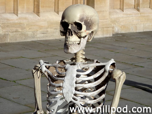 Photo of skeleton