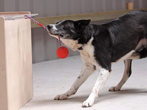 Image of dog doing canine IQ test