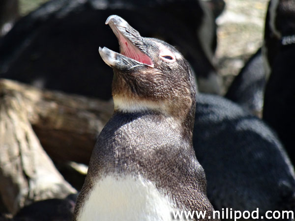 Photo of penguin living at zoo